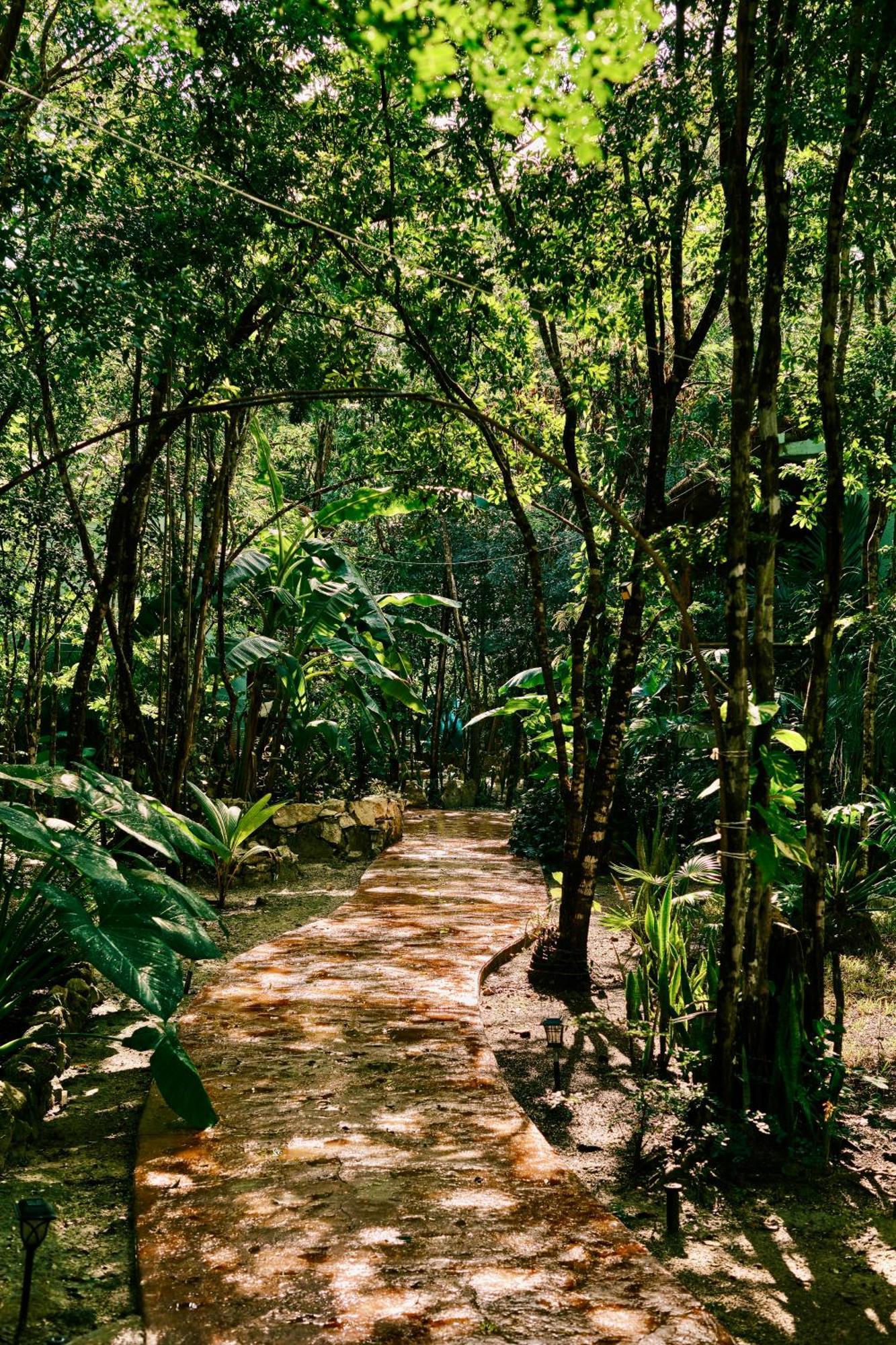Zamna - Jungle Cozumel
