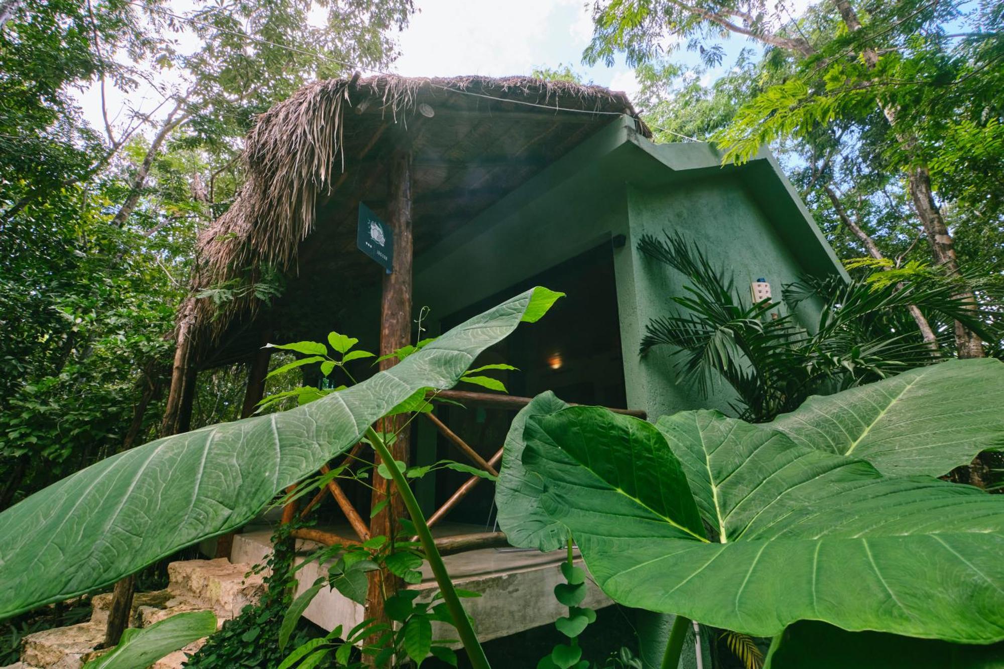 Zamna - Jungle Cozumel